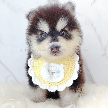 Pomsky 博士奇