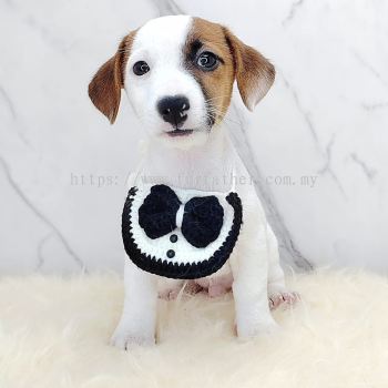 Jack Russell Terrier 杰克罗素梗