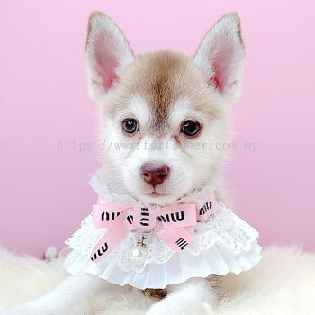 Pomsky ʿ