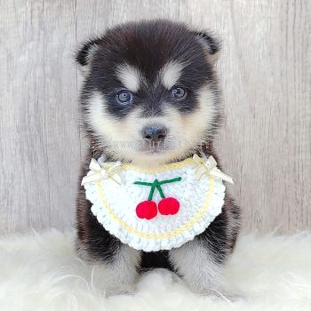 Pomsky 博士奇