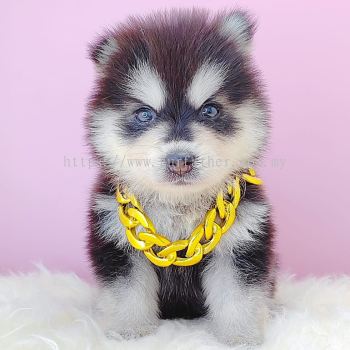 Pomsky 博士奇