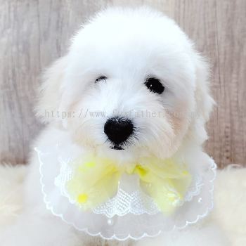 Poodle 泰迪贵宾