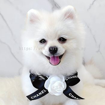 Pomeranian 博美