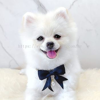 Pomeranian 博美