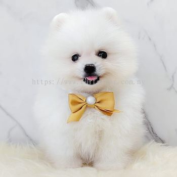 Pomeranian 博美