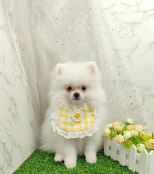 Pomeranian 博美