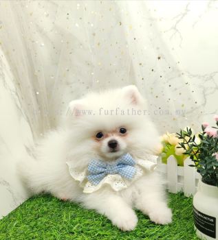 Pomeranian 博美