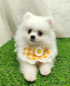 Pomeranian 博美