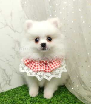 Pomeranian 博美