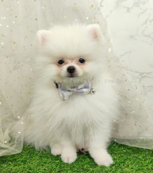 Pomeranian 博美