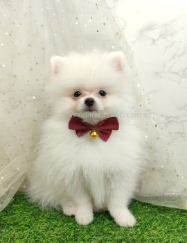 Pomeranian 博美