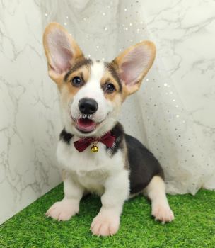 Welsh Corgi 柯基