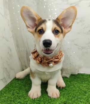 Welsh Corgi 柯基