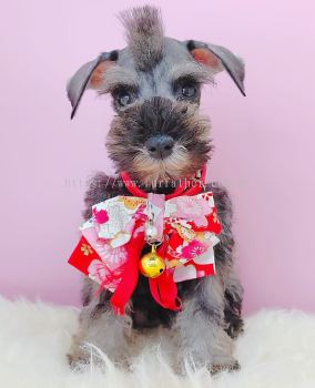 Schnauzer 雪纳瑞