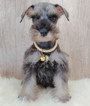 Schnauzer 雪纳瑞