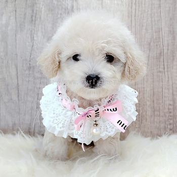 Poodle 泰迪贵宾