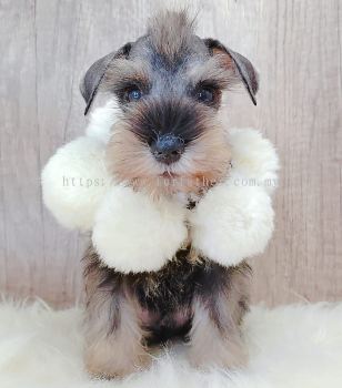 Schnauzer 雪纳瑞