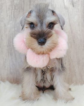 Schnauzer 雪纳瑞