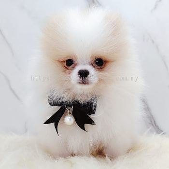 Pomeranian 博美