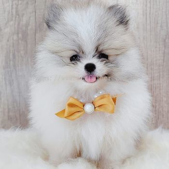 Pomeranian 博美