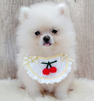 Pomeranian 博美