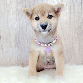 Shiba Inu 柴犬