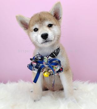 Shiba Inu 柴犬