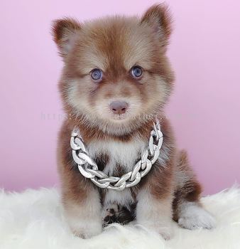 Pomsky 博士奇