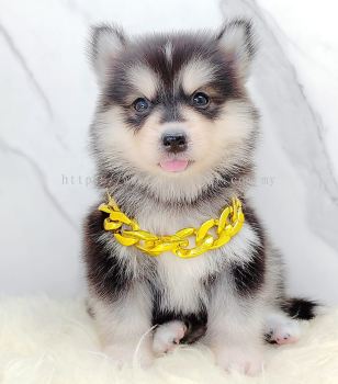 Pomsky 博士奇