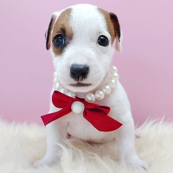 Jack Russell Terrier 杰克罗素梗