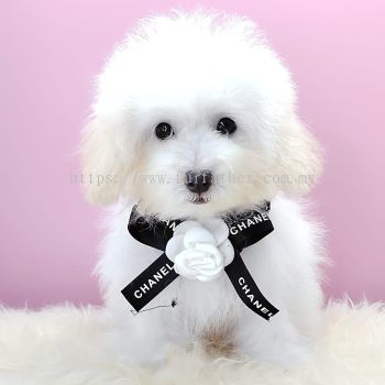 Poodle 泰迪贵宾