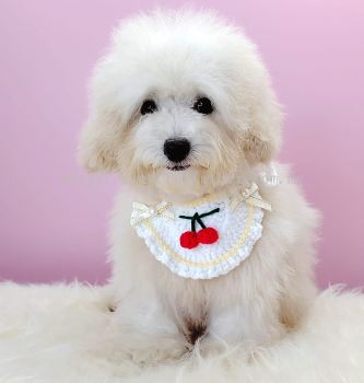 Poodle 泰迪贵宾