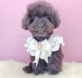 Poodle 泰迪贵宾