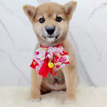 Shiba Inu 柴犬