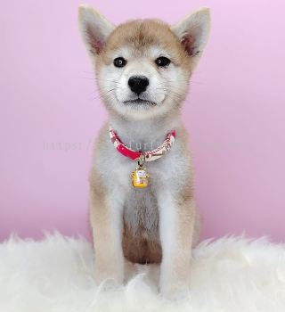 Shiba Inu 柴犬