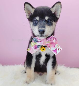 Shiba Inu 柴犬