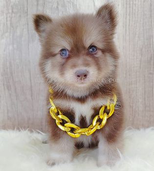 Pomsky 博士奇