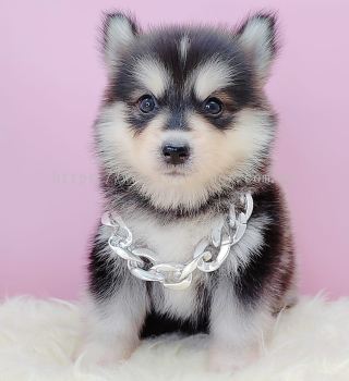 Pomsky 博士奇