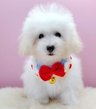 Poodle 泰迪贵宾