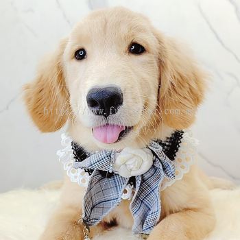 Golden Retriever 黄金猎犬