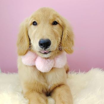 Golden Retriever 黄金猎犬