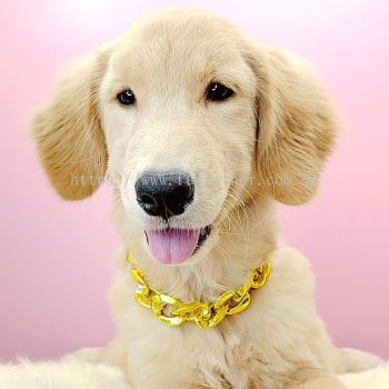 Golden Retriever 黄金猎犬