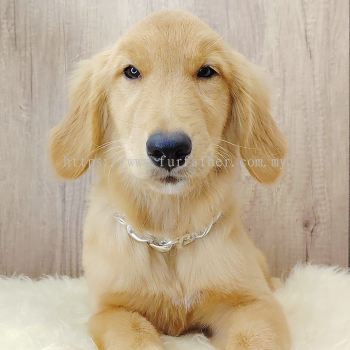 Golden Retriever 黄金猎犬