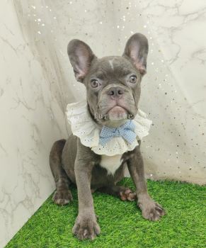 French Bulldog 法斗