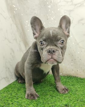 French Bulldog 法斗