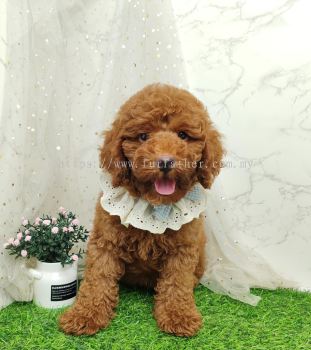 Poodle 泰迪贵宾