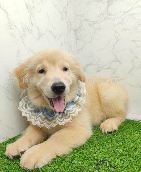 Golden Retriever 黄金猎犬