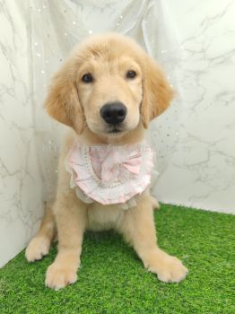 Golden Retriever 黄金猎犬