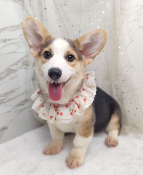 Welsh Corgi 柯基