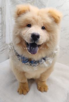 Chow Chow 松狮犬